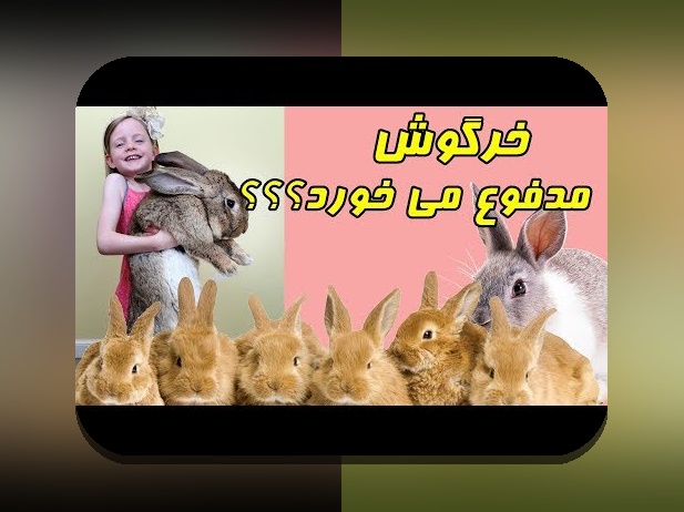 اطلاعات درباره خرگوش: هر آنچه باید درباره این حیوان دوستداشتنی بدانید